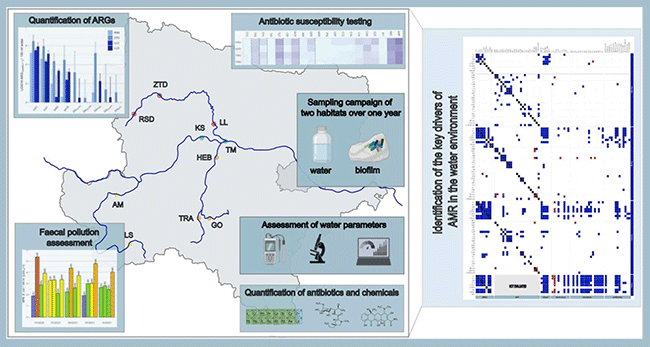 Using a harmonised study design and quantitative tool-box reveals major inconsistencies when investigating the main drivers of water and biofilm antibiotic resistomes in different rivers. Grafik: Ausbreitung von Antibiotikaresistenzen (ABR) in vier Flusssystemen in Niederösterreich