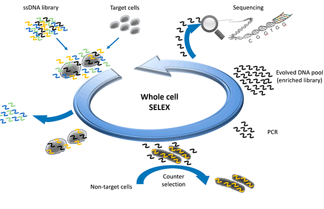 Development of DNA aptamers