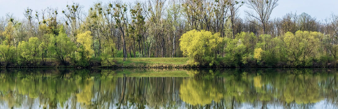 Flussufer mit Bäumen