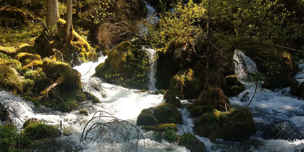 Quelle inmitten von Wald
